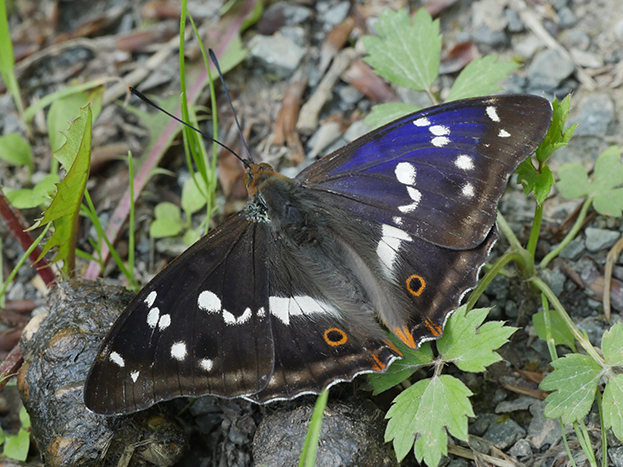 Großer Schillerfalter